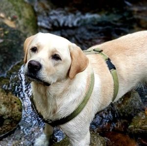 Meet your Posher, Harper lee